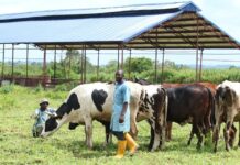 FG Picks Benue, Plateau, FCT, 3 Other States for Ranching
